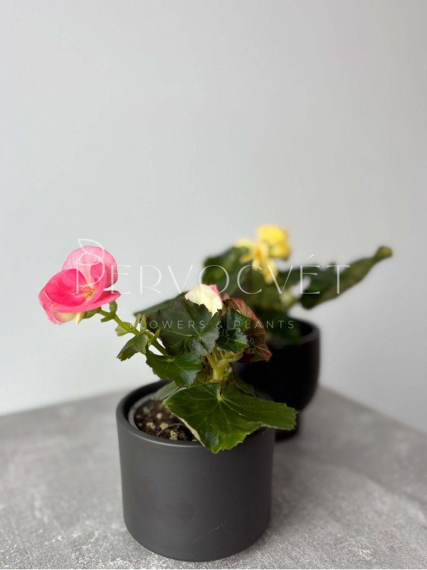 Бегония Микс 20 см