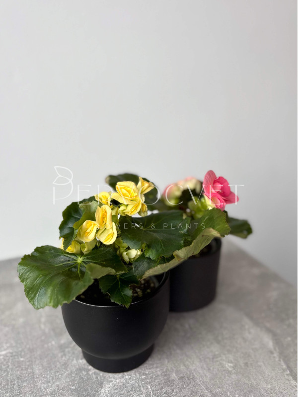 Бегония Микс 20 см