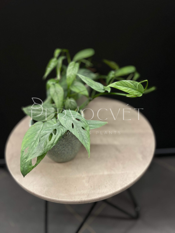 Эпипремнум Себу Блю 25см