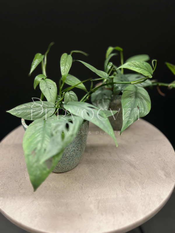 Эпипремнум Себу Блю 25см