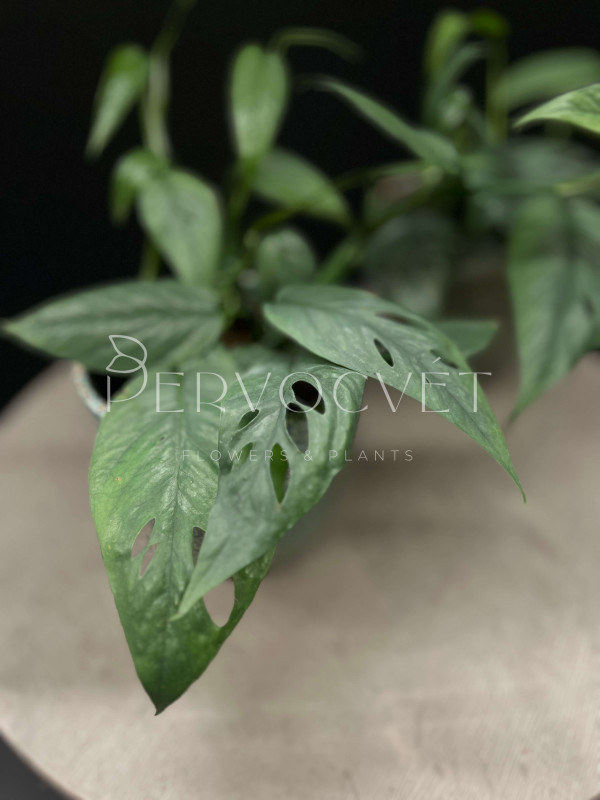 Эпипремнум Себу Блю 25см