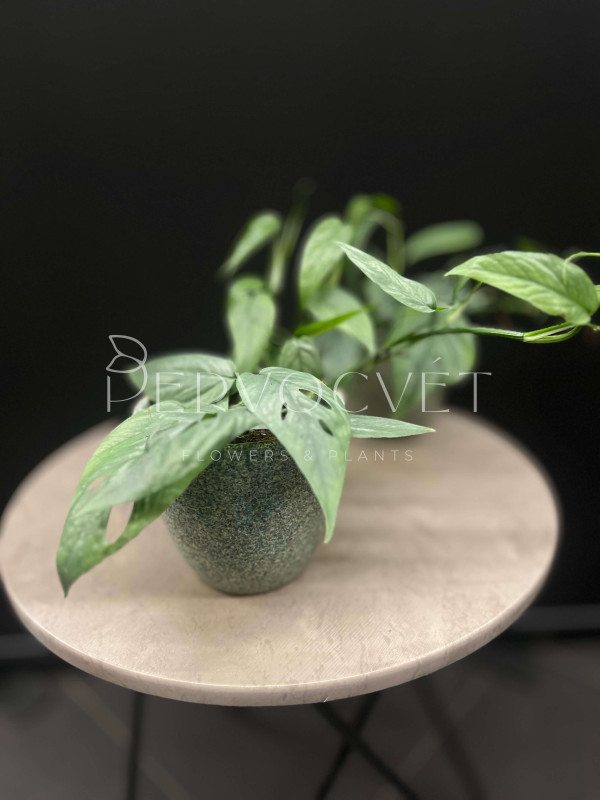 Эпипремнум Себу Блю 25см