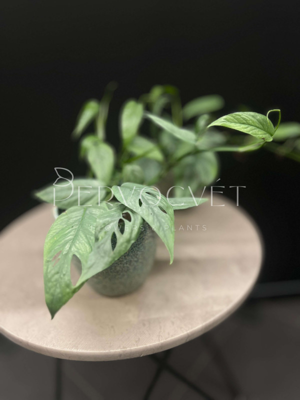 Эпипремнум Себу Блю 25см