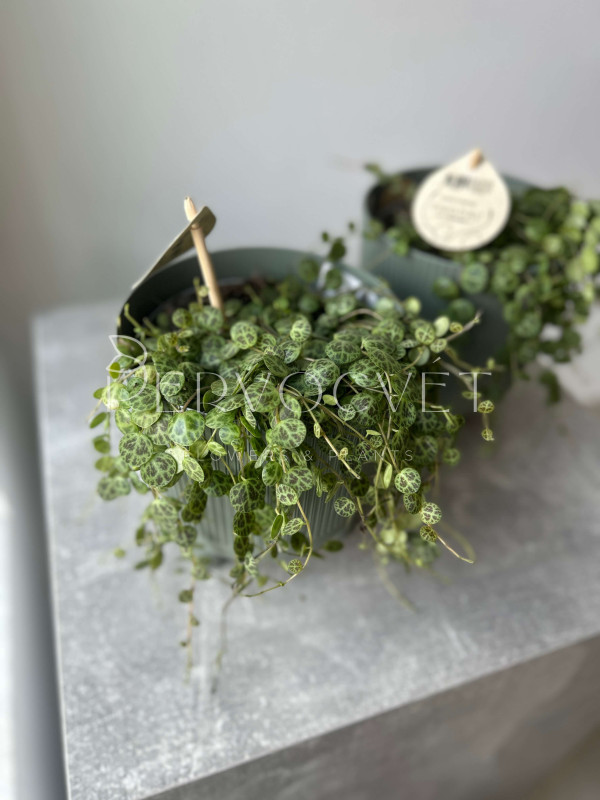 Пеперомия Прострата 10 см