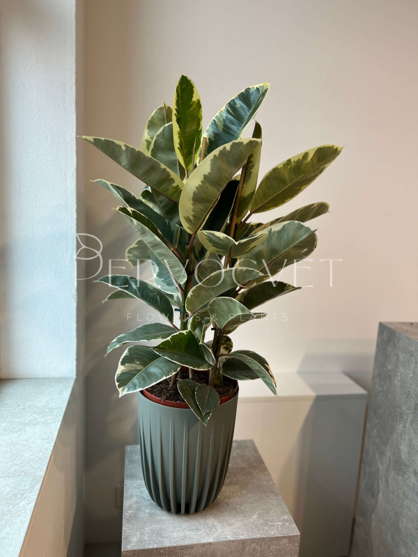 Фикус Эластика Тинеке 3 ствола 90 см