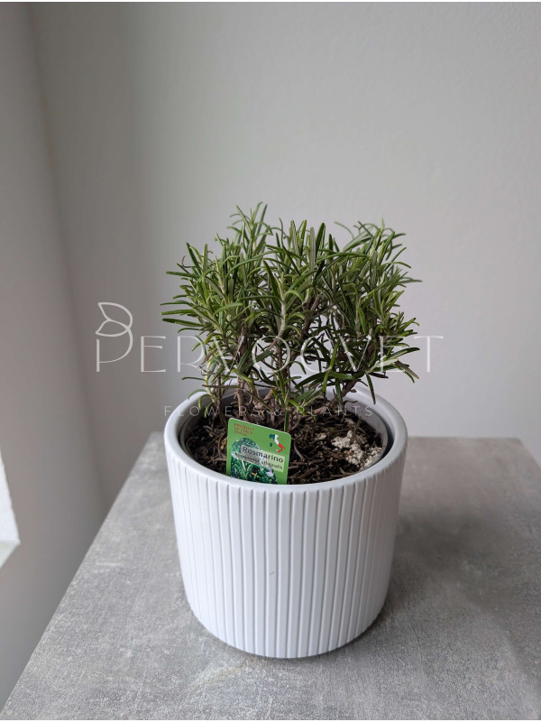 Розмарин 20 см