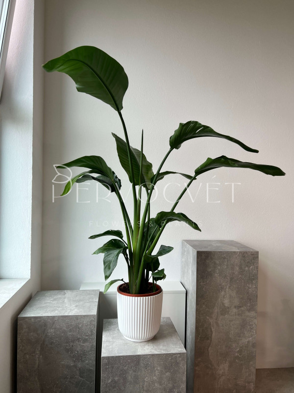 Стрелиция 150 см