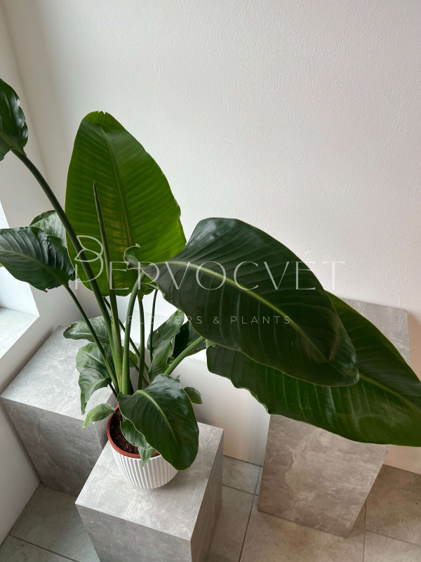 Стрелиция 150 см