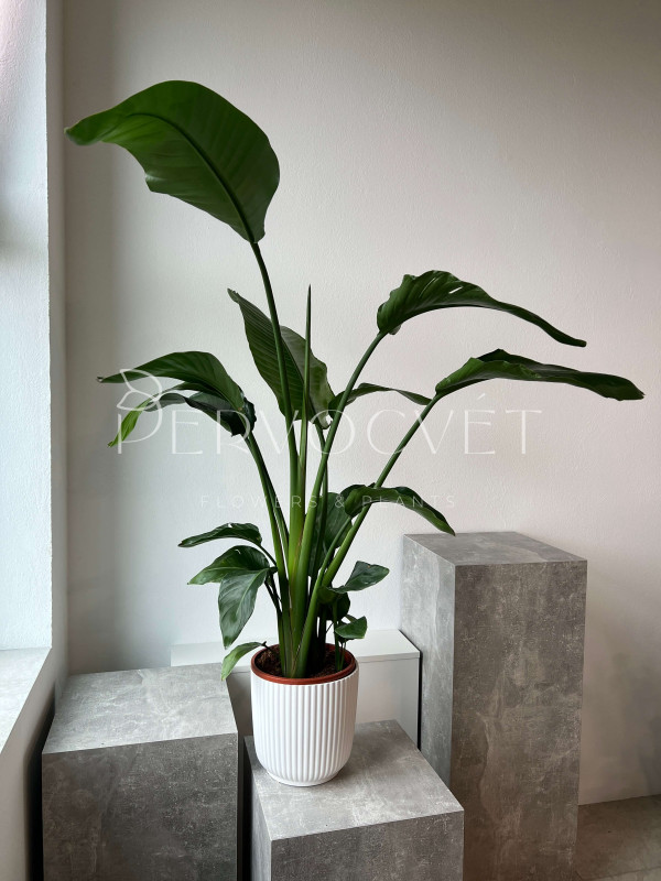 Стрелиция 150 см