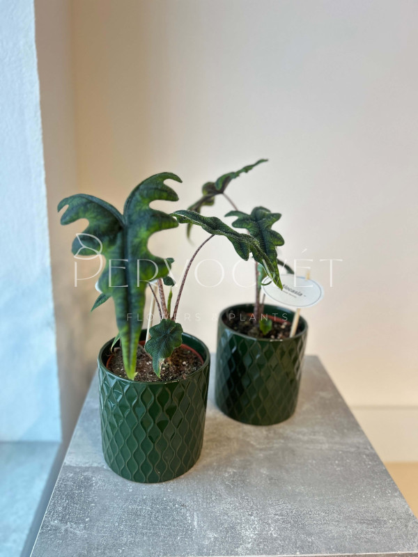 Алоказия Жаклин 30 см