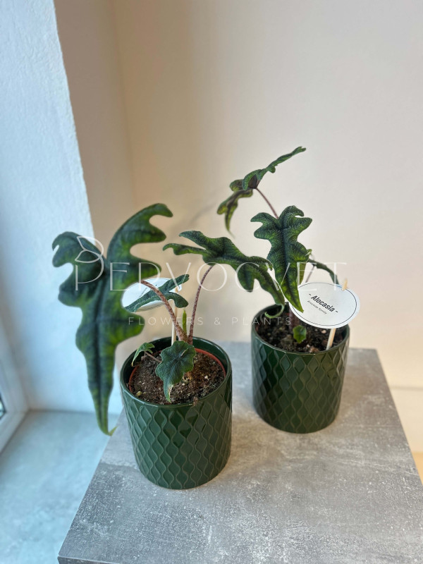 Алоказия Жаклин 30 см