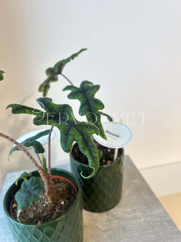 Алоказия Жаклин 30 см