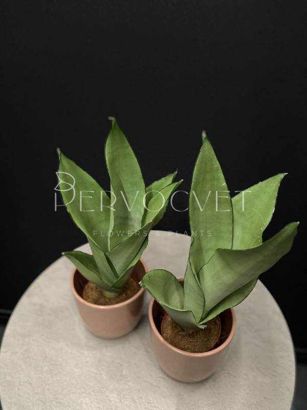 Сансевиерия Муншайн 40 см