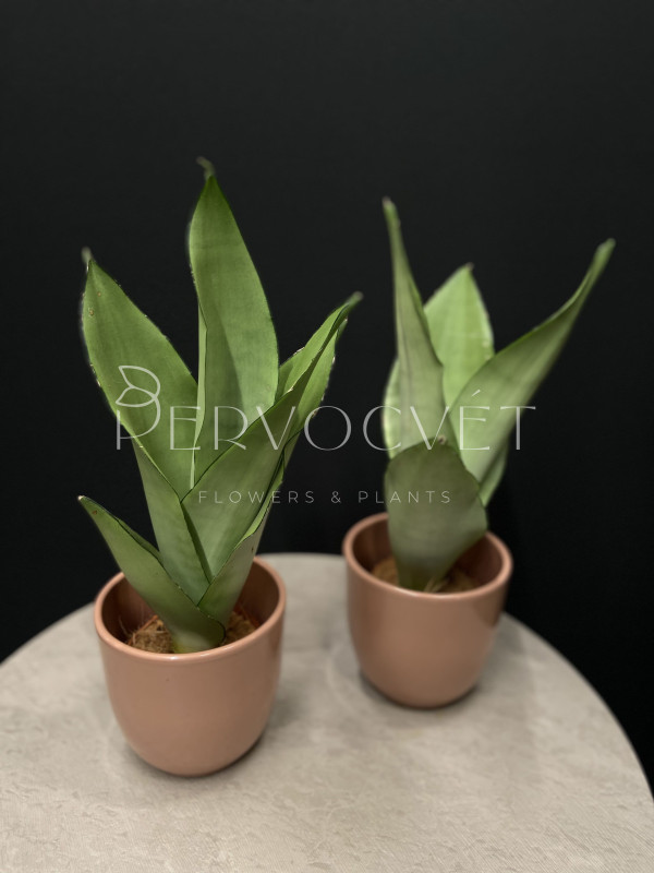 Сансевиерия Муншайн 40 см