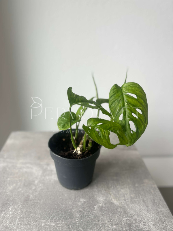 Монстера Адансона (Манки Маск) 20 см