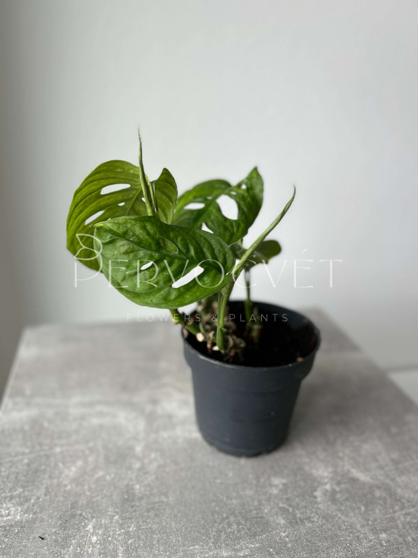 Монстера Адансона (Манки Маск) 20 см