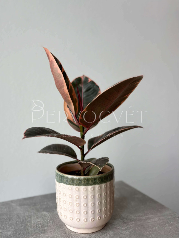 Фикус Эластика Белиз 40 см