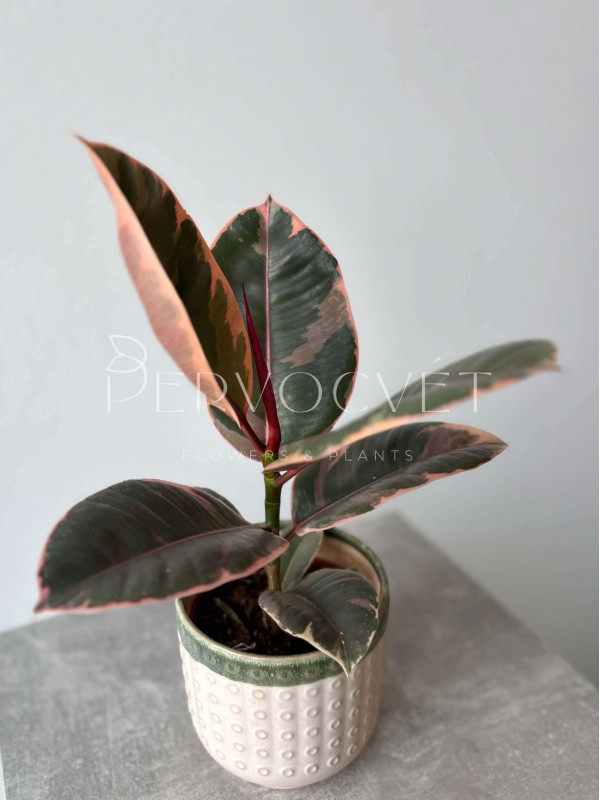 Фикус Эластика Белиз 40 см