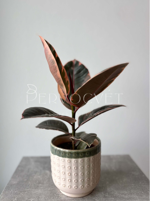 Фикус Эластика Белиз 40 см