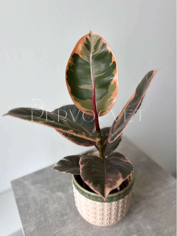 Фикус Эластика Белиз 40 см