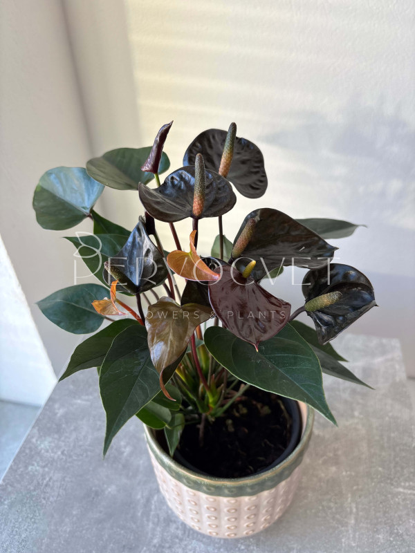 Антуриум Андре Блек Лав 30 см