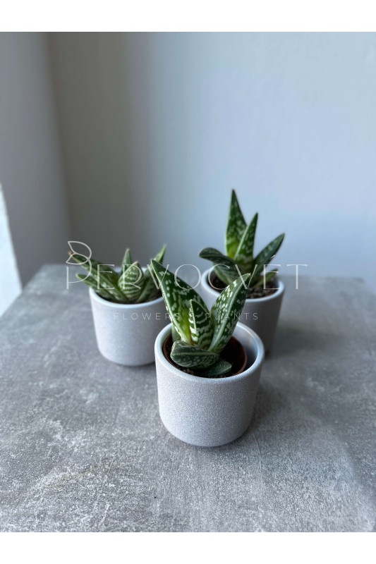 Алоэ Триколор 10 см