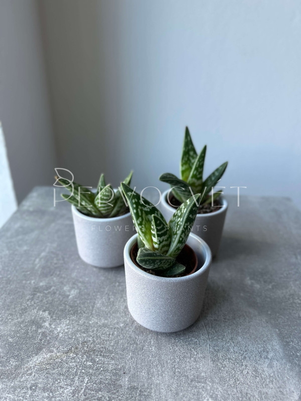 Алоэ Триколор 10 см