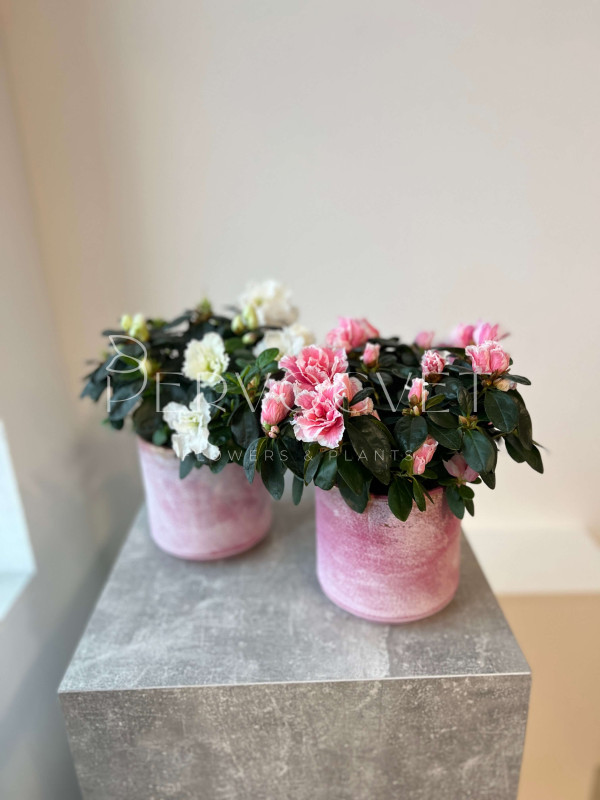 Азалия Микс 20 см