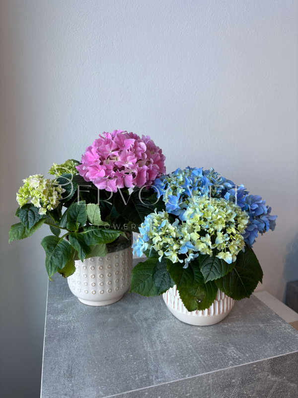 Гортензия Микс в горшке 30 см