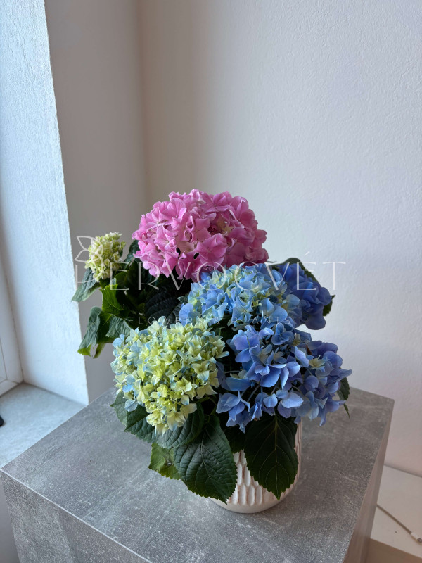 Гортензия Микс в горшке 30 см