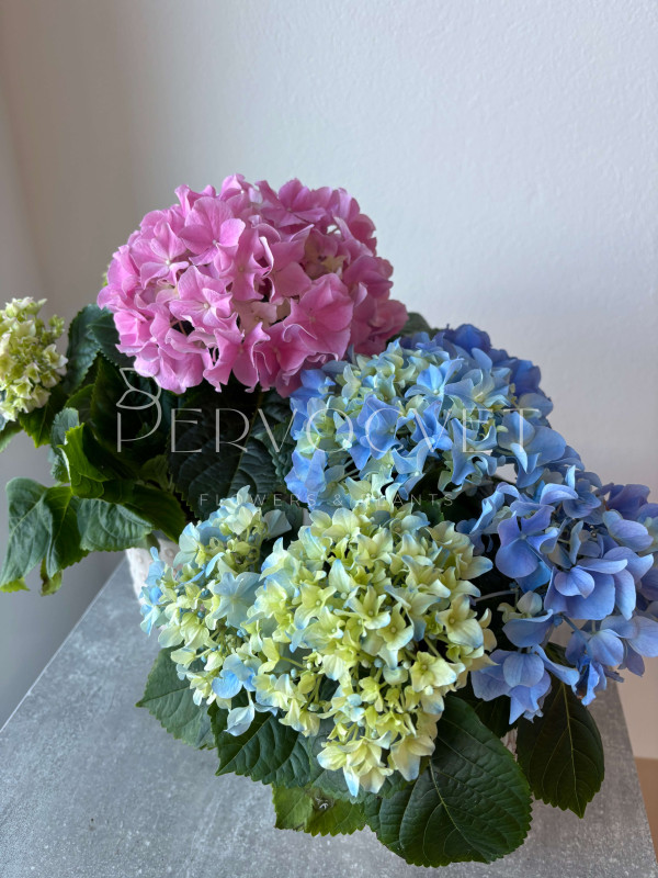 Гортензия Микс в горшке 30 см