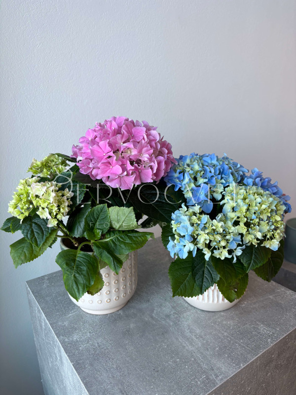 Гортензия Микс в горшке 30 см