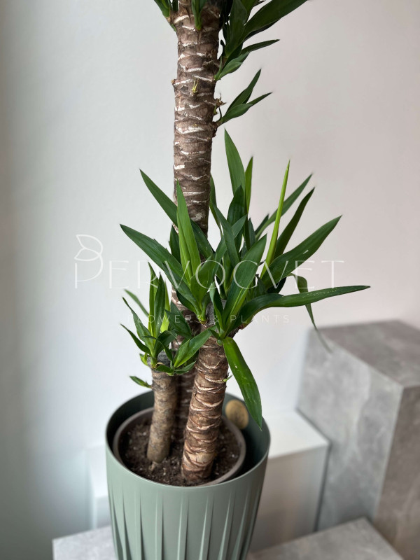 Юкка 3 ствола 130 см