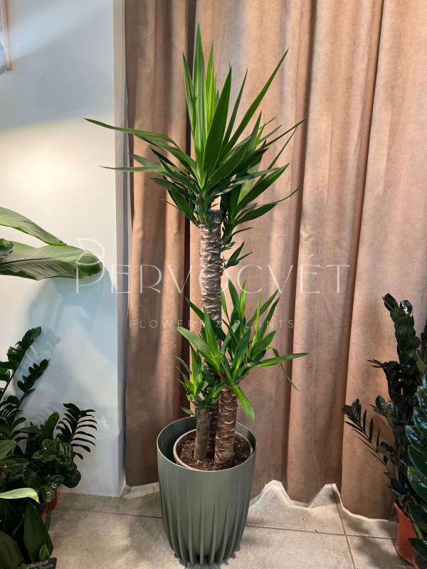 Юкка 3 ствола 130 см