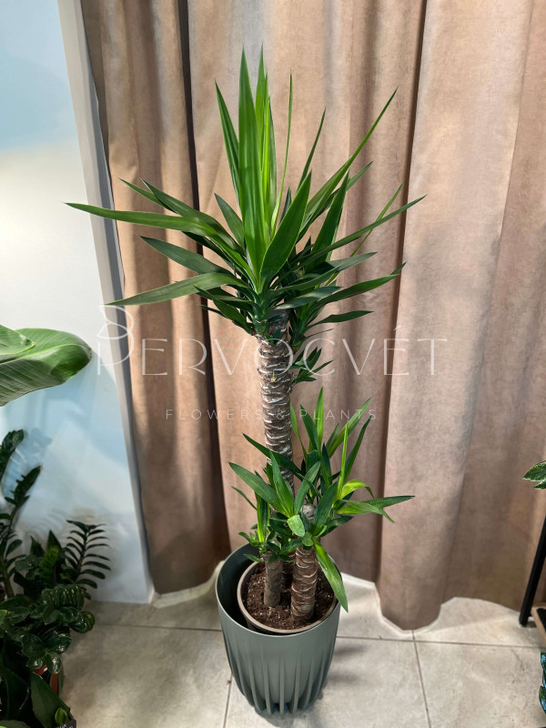 Юкка 3 ствола 130 см