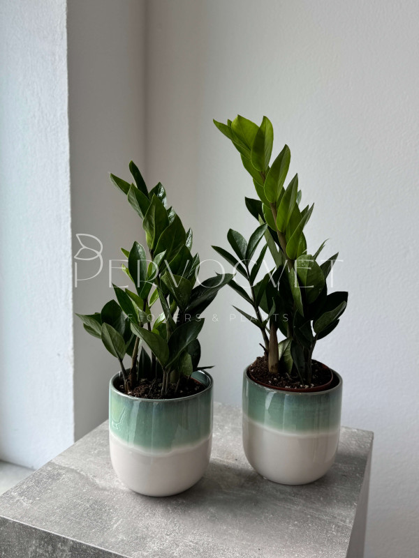 Замиокулькас Лоддигеза 40 см