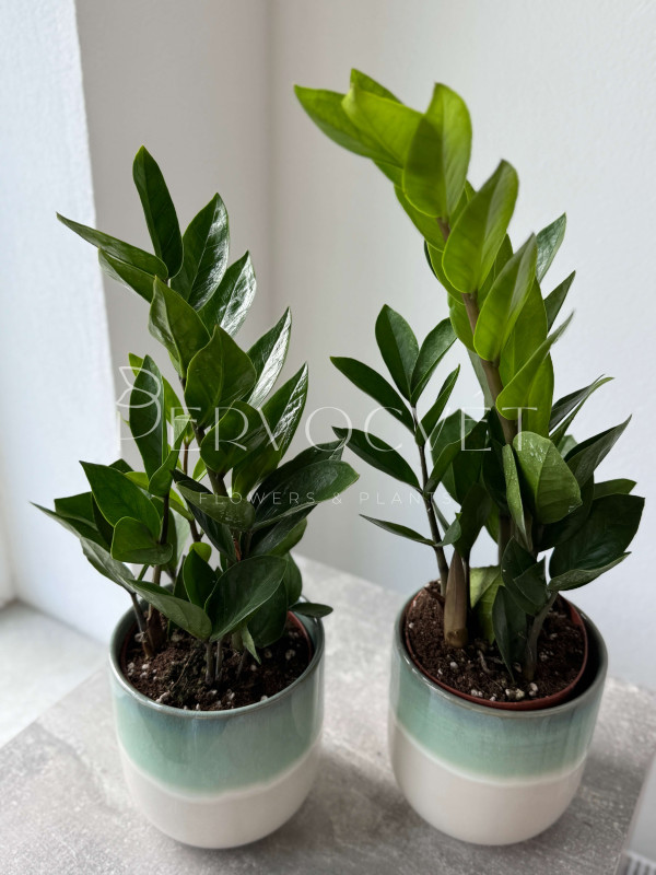 Замиокулькас Лоддигеза 40 см