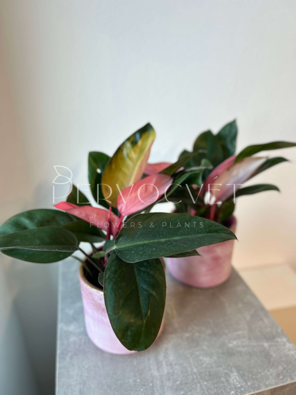 Филодендрон Пинк Конго 40 см