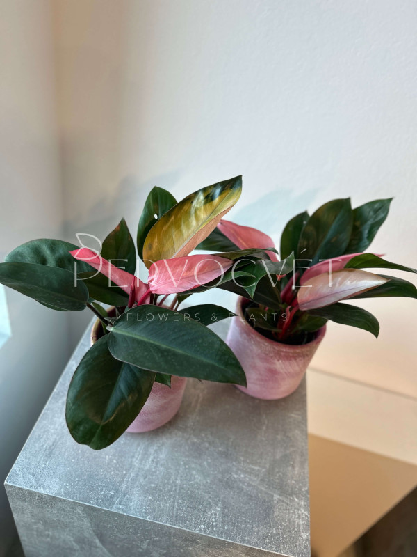 Филодендрон Пинк Конго 40 см