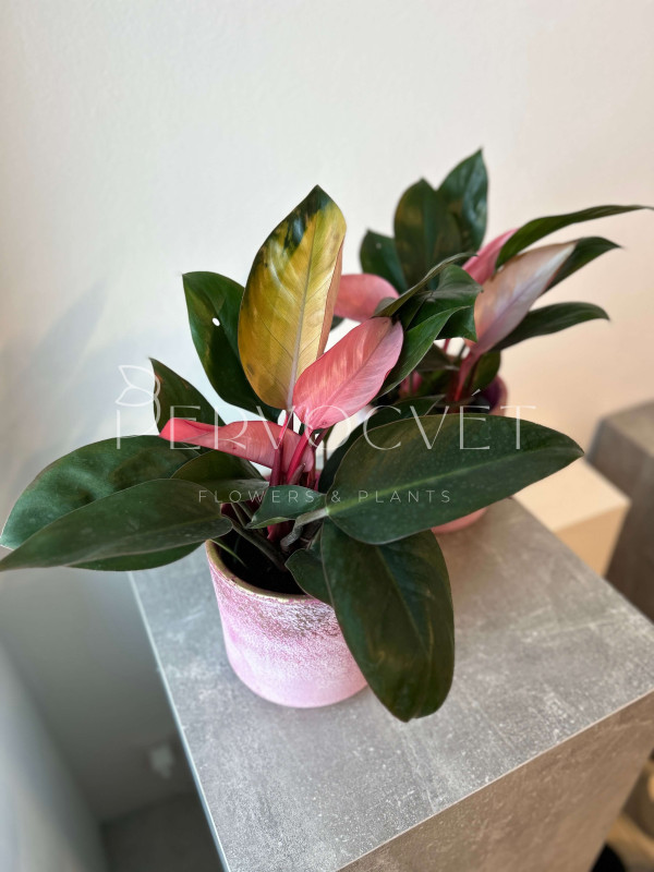 Филодендрон Пинк Конго 40 см