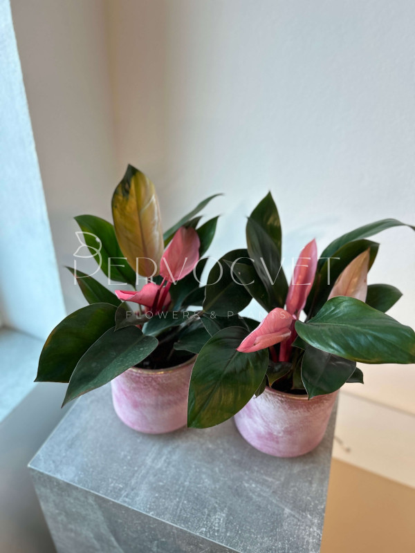 Филодендрон Пинк Конго 40 см