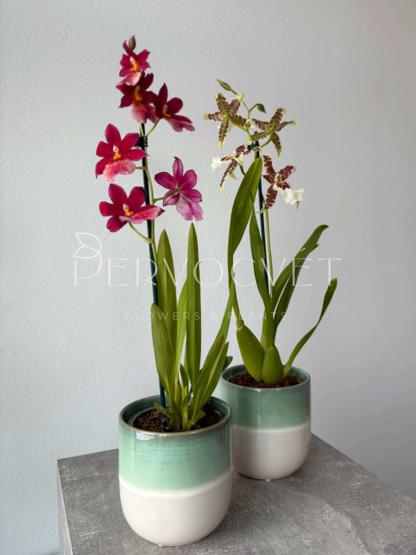 Орхидея Камбрия Микс 50 см