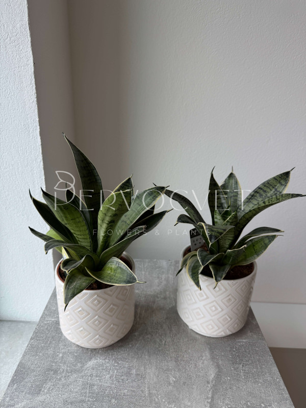 Сансевиерия Ханни 30 см