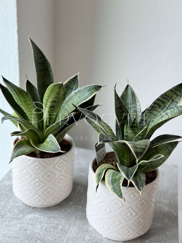 Сансевиерия Ханни 30 см