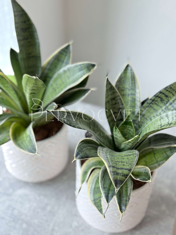 Сансевиерия Ханни 30 см