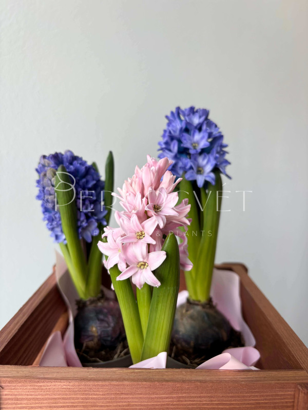 Гиацинт в горшочке 15 см
