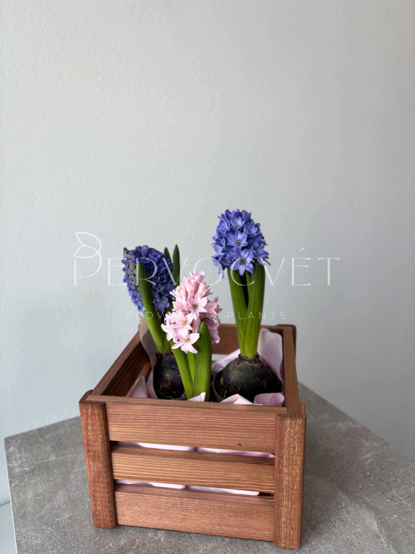 Гиацинт в горшочке 15 см