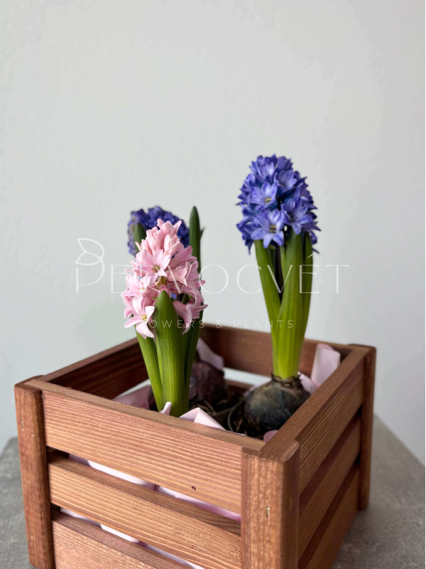 Гиацинт в горшочке 15 см