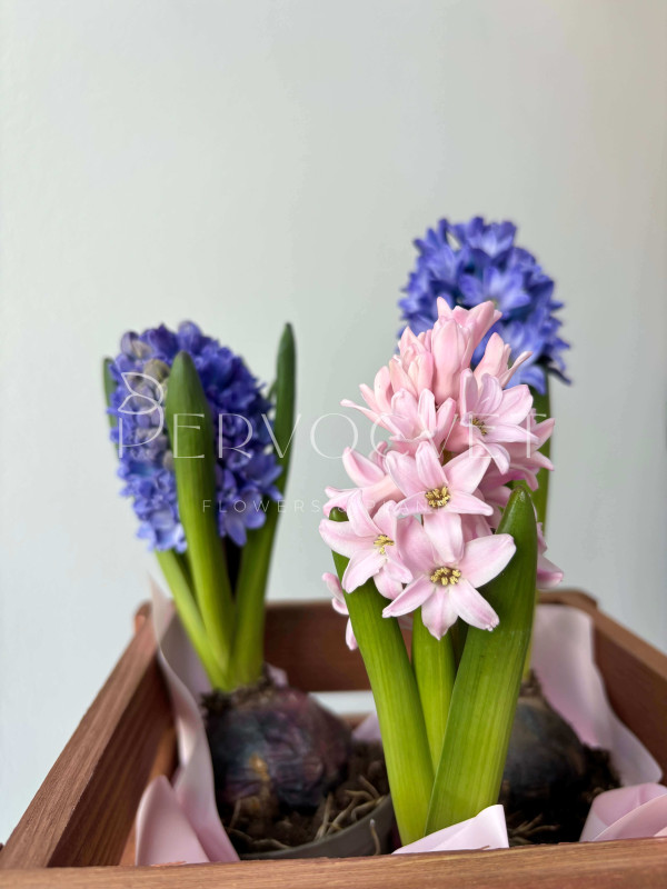 Гиацинт в горшочке 15 см