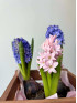 Гиацинт в горшочке 15 см